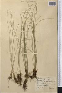 Trichophorum pumilum (Vahl) Schinz & Thell., Middle Asia, Northern & Central Tian Shan (M4) (Kyrgyzstan)