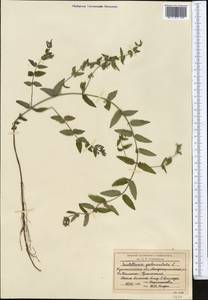 Scutellaria galericulata L., Middle Asia, Northern & Central Kazakhstan (M10) (Kazakhstan)