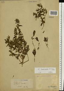 Arnebia decumbens (Vent.) Coss. & Kralik, Eastern Europe, Lower Volga region (E9) (Russia)