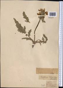 Phlomoides labiosa (Bunge) Adylov, Kamelin & Makhm., Middle Asia, Syr-Darian deserts & Kyzylkum (M7) (Uzbekistan)