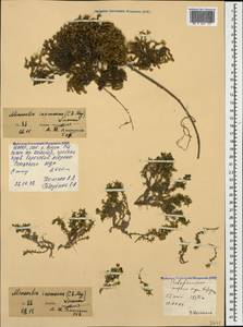 Pseudocherleria inamoena (C. A. Mey.) Dillenb. & Kadereit, Caucasus, North Ossetia, Ingushetia & Chechnya (K1c) (Russia)