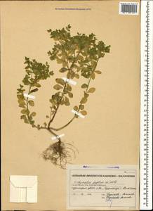 Euphorbia peplis L., Caucasus, Stavropol Krai, Karachay-Cherkessia & Kabardino-Balkaria (K1b) (Russia)