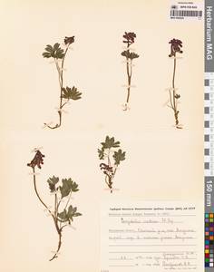 Corydalis arctica Popov, Siberia, Chukotka & Kamchatka (S7) (Russia)