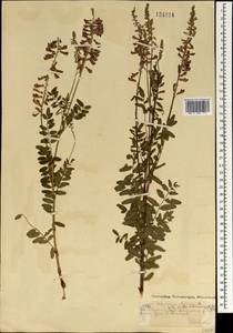 Hedysarum alpinum L., Mongolia (MONG) (Mongolia)