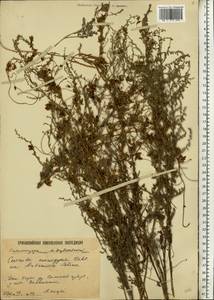 Cuscuta monogyna Vahl, Eastern Europe, Lower Volga region (E9) (Russia)