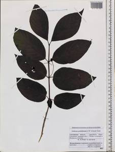 Lonicera maximowiczii var. sachalinensis F. Schmidt, Siberia, Russian Far East (S6) (Russia)