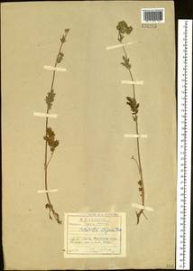 Potentilla pensylvanica L., Siberia, Baikal & Transbaikal region (S4) (Russia)