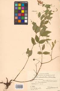 Vicia pseudorobus Fisch. & C.A.Mey., Siberia, Russian Far East (S6) (Russia)