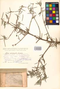 Abies holophylla Maxim., Siberia, Russian Far East (S6) (Russia)