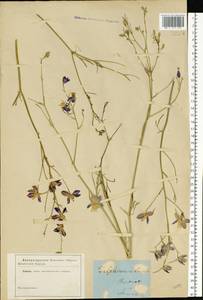 Delphinium consolida subsp. consolida, Eastern Europe, Central forest region (E5) (Russia)