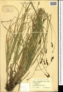 Carex polyphylla, Crimea (KRYM) (Russia)
