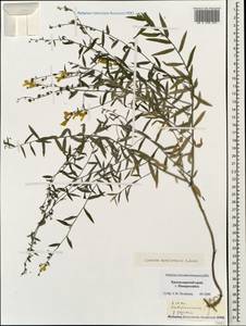 Linaria genistifolia subsp. euxina (Velen.) D. A. Sutton, Caucasus, Black Sea Shore (from Novorossiysk to Adler) (K3) (Russia)