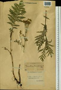 Tanacetum vulgare subsp. vulgare, Siberia, Yakutia (S5) (Russia)