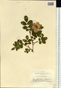 Rosa acicularis Lindl., Siberia, Altai & Sayany Mountains (S2) (Russia)