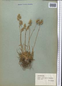 Poa alpina L., Middle Asia, Pamir & Pamiro-Alai (M2) (Tajikistan)