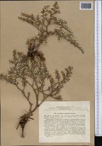 Goniolimon cuspidatum Gamajun., Middle Asia, Northern & Central Tian Shan (M4) (Kazakhstan)