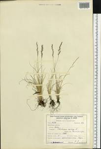 Festuca ovina L., Siberia, Baikal & Transbaikal region (S4) (Russia)