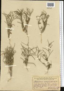 Malcolmia scorpioides (Bunge) Boiss., Middle Asia, Syr-Darian deserts & Kyzylkum (M7) (Uzbekistan)