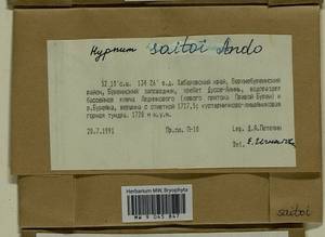 Hypnum saitoi Ando, Bryophytes, Bryophytes - Russian Far East (excl. Chukotka & Kamchatka) (B20) (Russia)