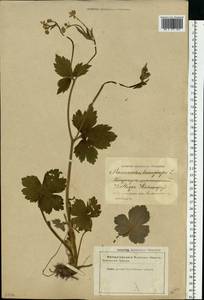 Ranunculus lanuginosus L., Eastern Europe, Latvia (E2b) (Latvia)