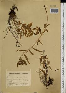 Phedimus kamtschaticus (Fisch.) 't Hart, Siberia, Chukotka & Kamchatka (S7) (Russia)