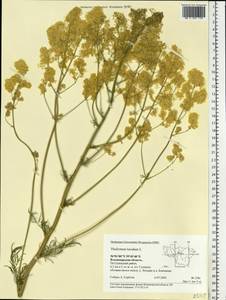 Thalictrum lucidum L., Eastern Europe, Central region (E4) (Russia)