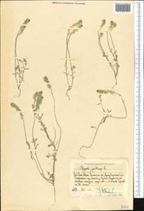 Clypeola jonthlaspi L., Middle Asia, Western Tian Shan & Karatau (M3) (Uzbekistan)