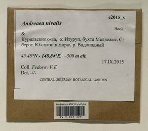 Andreaea nivalis Hook., Bryophytes, Bryophytes - Russian Far East (excl. Chukotka & Kamchatka) (B20) (Russia)