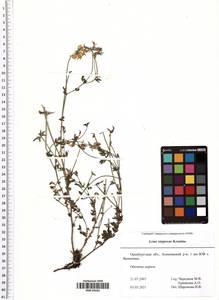 Lotus stepposus Kramina, Eastern Europe, Eastern region (E10) (Russia)