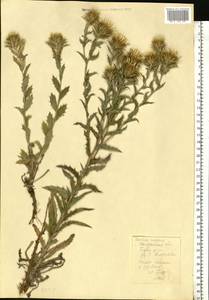 Carlina vulgaris L., Eastern Europe, Central region (E4) (Russia)
