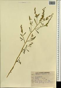 Lepidium sativum L., South Asia, South Asia (Asia outside ex-Soviet states and Mongolia) (ASIA) (India)