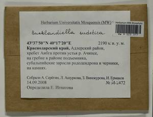 Bucklandiella sudetica (Funck) Bedn.-Ochyra & Ochyra, Bryophytes, Bryophytes - North Caucasus & Ciscaucasia (B12) (Russia)