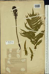 Matteuccia struthiopteris (L.) Tod., Eastern Europe, Central region (E4) (Russia)