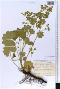 Alchemilla nemoralis Alechin, Eastern Europe, Eastern region (E10) (Russia)