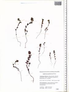 Euphrasia maximowiczii Wettst. ex Palibin, Siberia, Russian Far East (S6) (Russia)