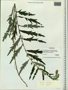 Artemisia integrifolia L., Siberia, Baikal & Transbaikal region (S4) (Russia)