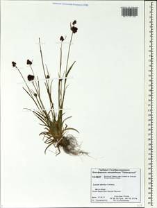 Luzula multiflora subsp. sibirica V. I. Krecz., Siberia, Central Siberia (S3) (Russia)