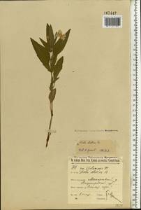 Viola elatior Fr., Eastern Europe, Volga-Kama region (E7) (Russia)