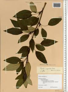 Populus trichocarpa Torr. & A. Gray ex Hook., Eastern Europe, North-Western region (E2) (Russia)