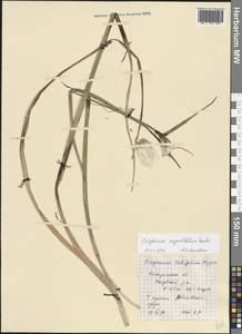Eriophorum angustifolium Honck., Eastern Europe, Central forest region (E5) (Russia)