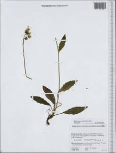 Hieracium korshinskyi Zahn, Siberia, Baikal & Transbaikal region (S4) (Russia)