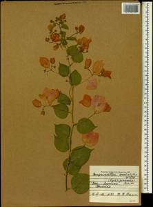 Bougainvillea spectabilis Willd., Africa (AFR) (Mali)