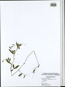 Vicia sativa subsp. nigra (L.)Ehrh., Eastern Europe, Central region (E4) (Russia)