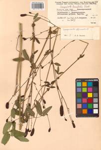 Poterium tenuifolium (Fisch. ex Link) Franch. & Sav., Siberia, Russian Far East (S6) (Russia)