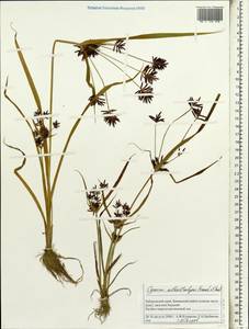 Cyperus orthostachyus Franch. & Sav., Siberia, Russian Far East (S6) (Russia)