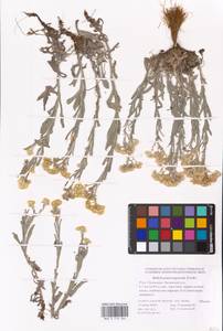Helichrysum nogaicum Tzvelev, Eastern Europe, Lower Volga region (E9) (Russia)