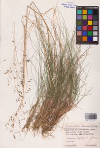 Avenella flexuosa (L.) Drejer, Eastern Europe, Western region (E3) (Russia)