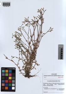 KUZ 004 541, Cerastium holosteoides Fries emend. Hyl., Siberia, Altai & Sayany Mountains (S2) (Russia)