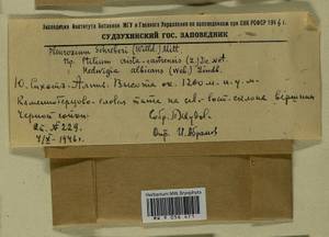 Pleurozium schreberi (Willd. ex Brid.) Mitt., Bryophytes, Bryophytes - Russian Far East (excl. Chukotka & Kamchatka) (B20) (Russia)