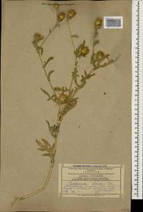 Centaurea iberica Trevis. ex Spreng., Caucasus, Armenia (K5) (Armenia)